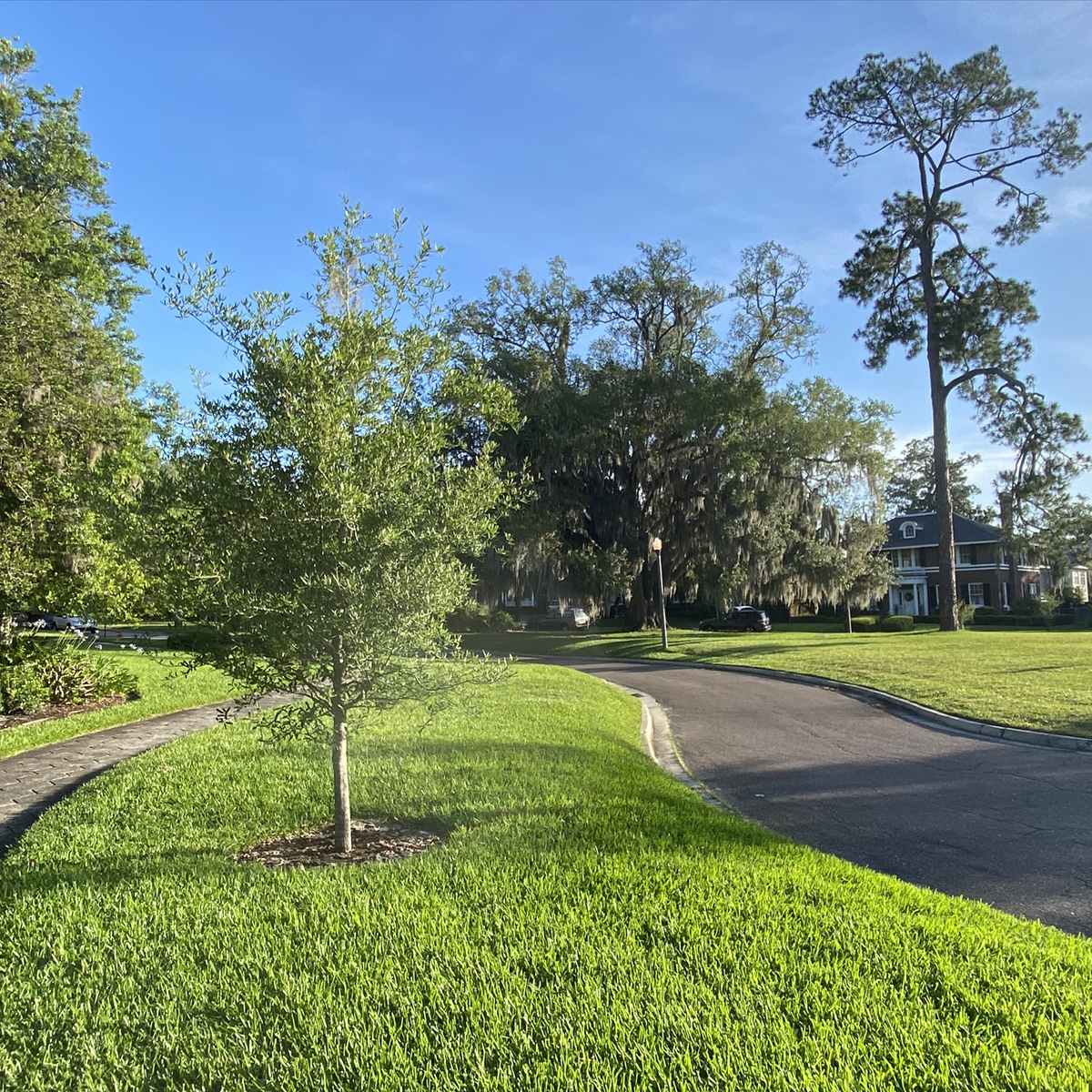 New Tree Avondale Circle