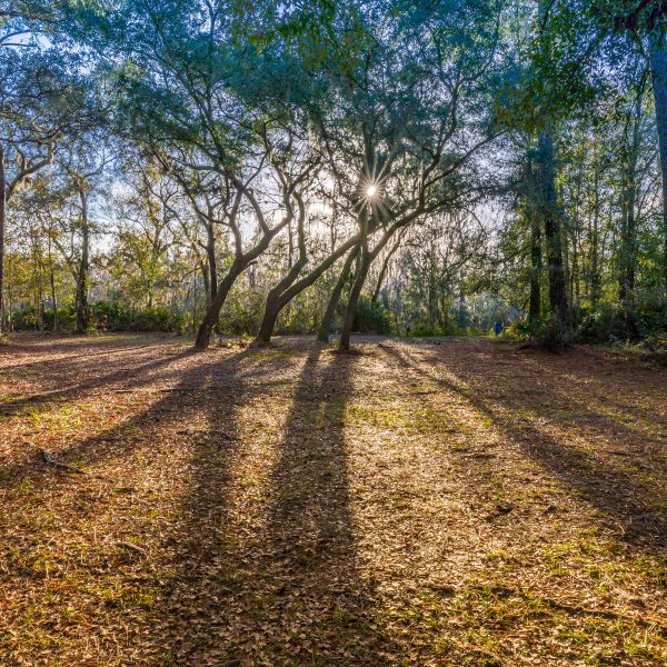 Trees and Landscapes Scenic Jacksonville